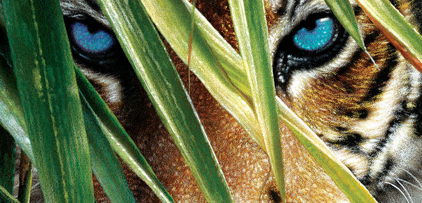 Animali